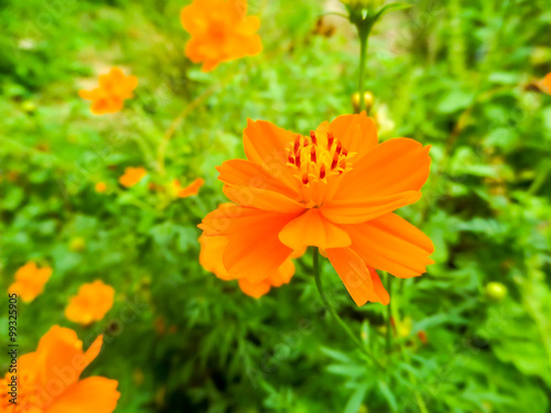 Orange Sulfur Cosmos