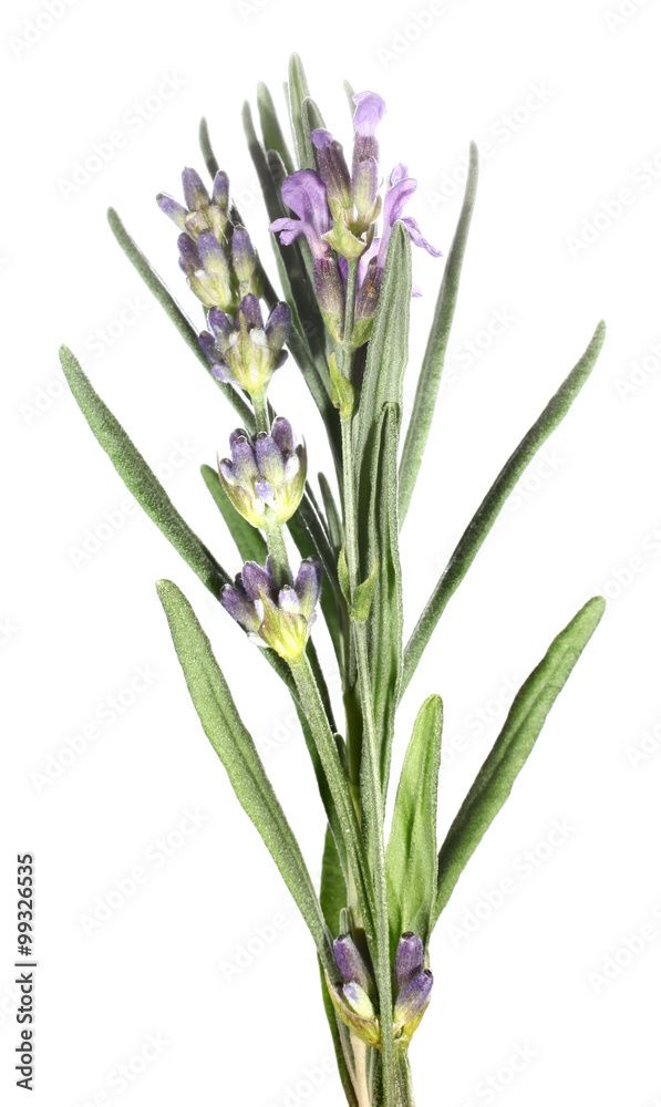 Fototapeta premium Lavender flowers Lavandula angustifolia