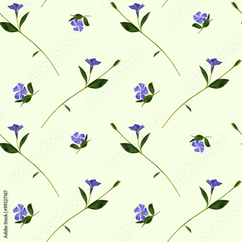 Periwinkle flowers seamless...