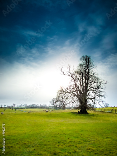 Northumberland tree in landscape (ID: 99327751)