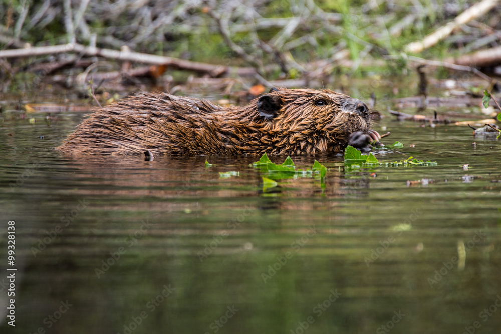 Wild beavers Horseshoe Lake Denali national park Alaska North Am Wild beavers Horseshoe Lake Denali national park Alaska North Am