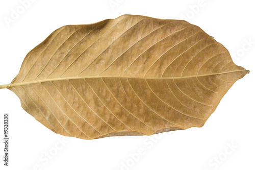 Single dried leaf isolated on white background and clipping path