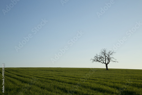 paisaje árbol / Arbol secos el aparte derecha de la imagen sobre paisaje de siempre y cielo azul.