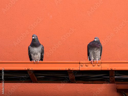 pigeon