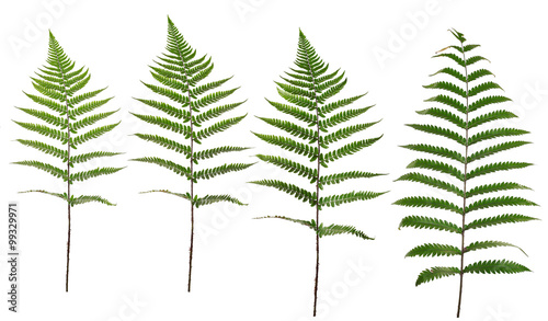 Collected Leaf fern isolated on white background
