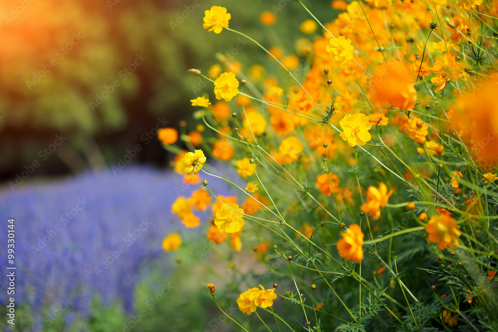 Beautiful orange and yellow cosmos flowers in garden field