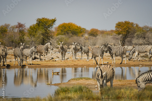 Fototapeta Naklejka Na Ścianę i Meble -  Zebras in der Savanne vom Etosha Nationalpark