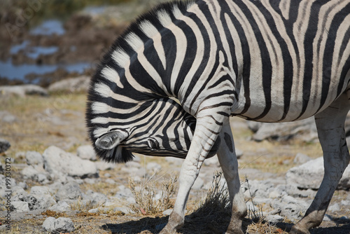 Zebra photo