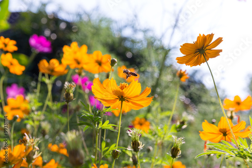 Honey bee and cosmos flower in the garden © Danai