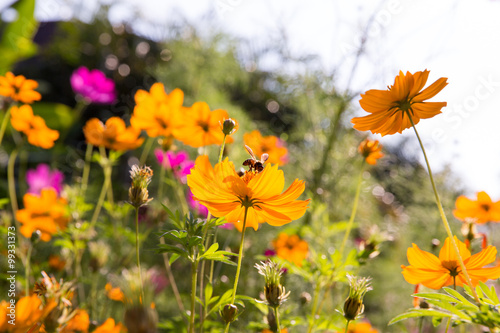 Honey bee and cosmos flower in the garden © Danai
