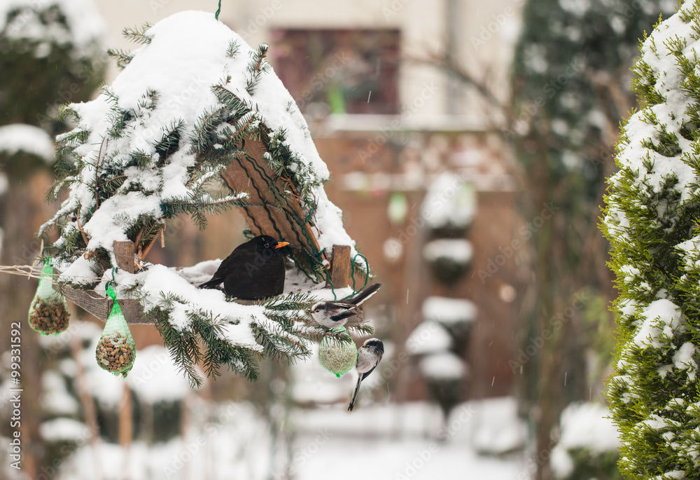 Fototapeta premium Vögel im Vogelhaus im Garten mit Schnee