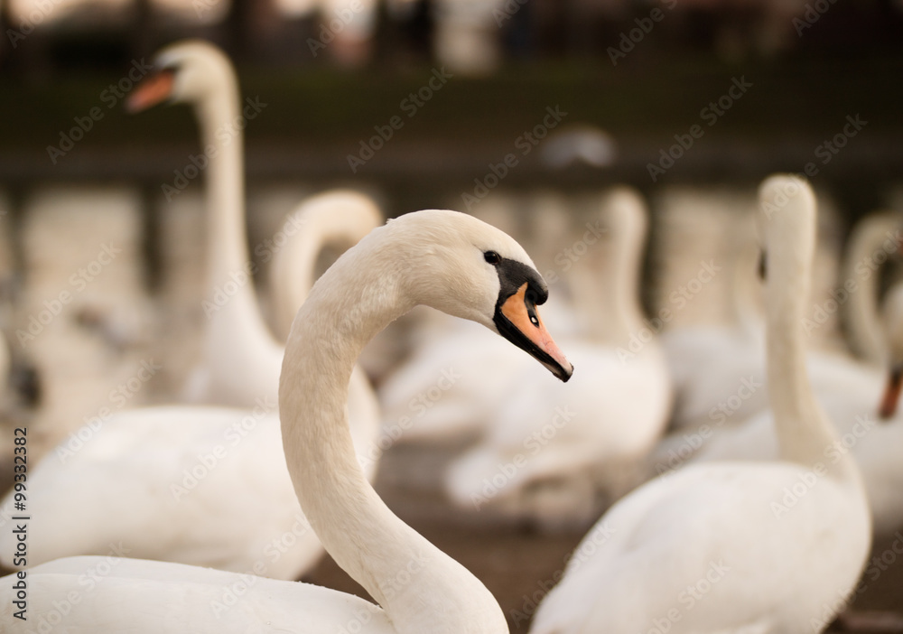 Group of swans Group of swans