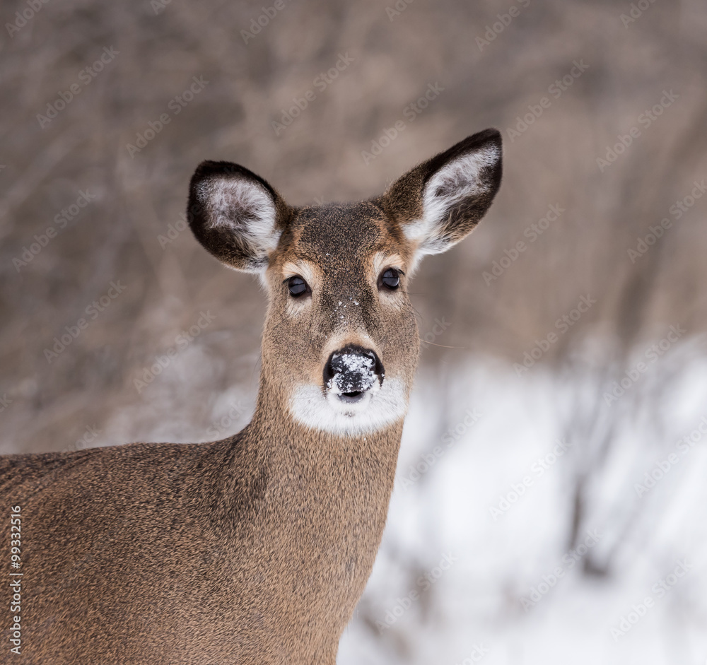 White-tailed Deer Doe Portrait in Winter