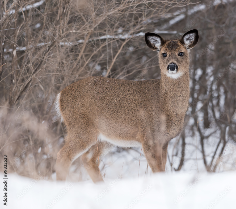 Fototapeta premium White-tailed Deer Doe Fawn in Winter