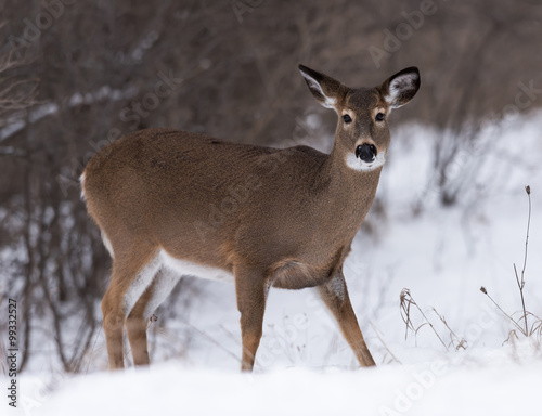 White-tailed Deer Doe in Winter