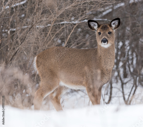 White-tailed Deer Doe Fawn in Winter