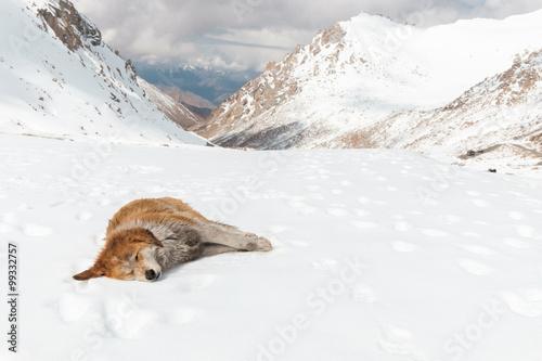 vagrant dog sleep on snow