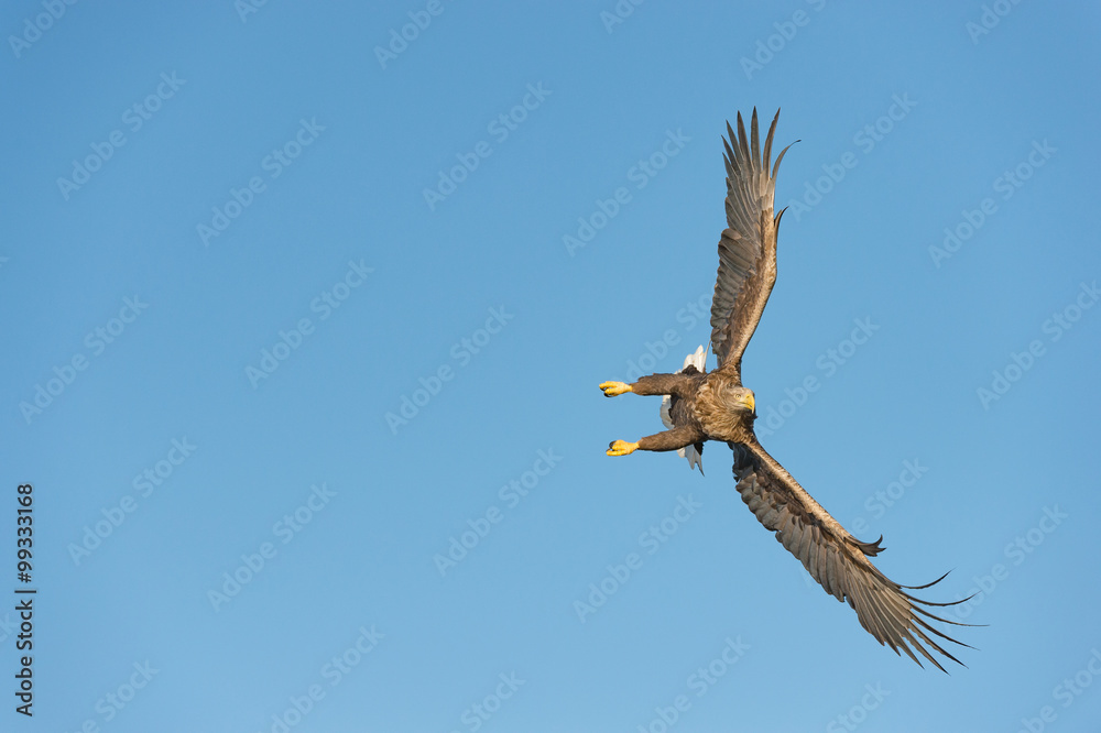 Obraz premium Hunting Sea Eagle