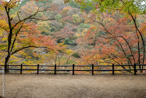 Beautiful autumn at Korankei