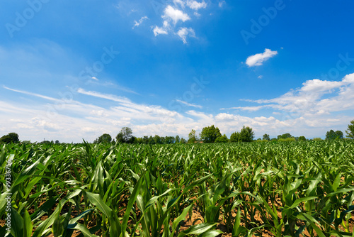 Green Corn Field / Corn field under a blue sky with clouds