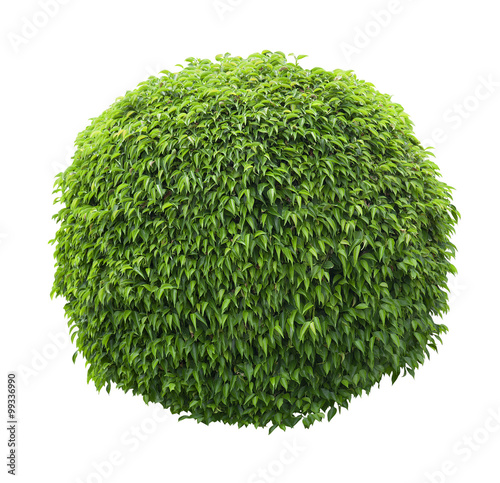 Cute ball shaped bush isolated on white background