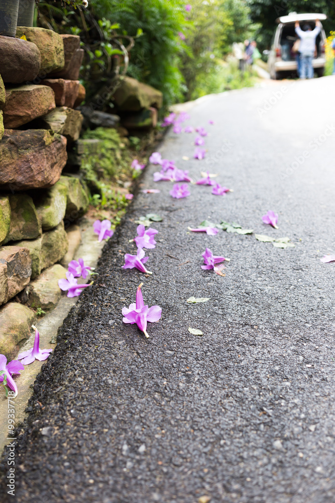 purple bignonia drop on the road purple bignonia drop on the road