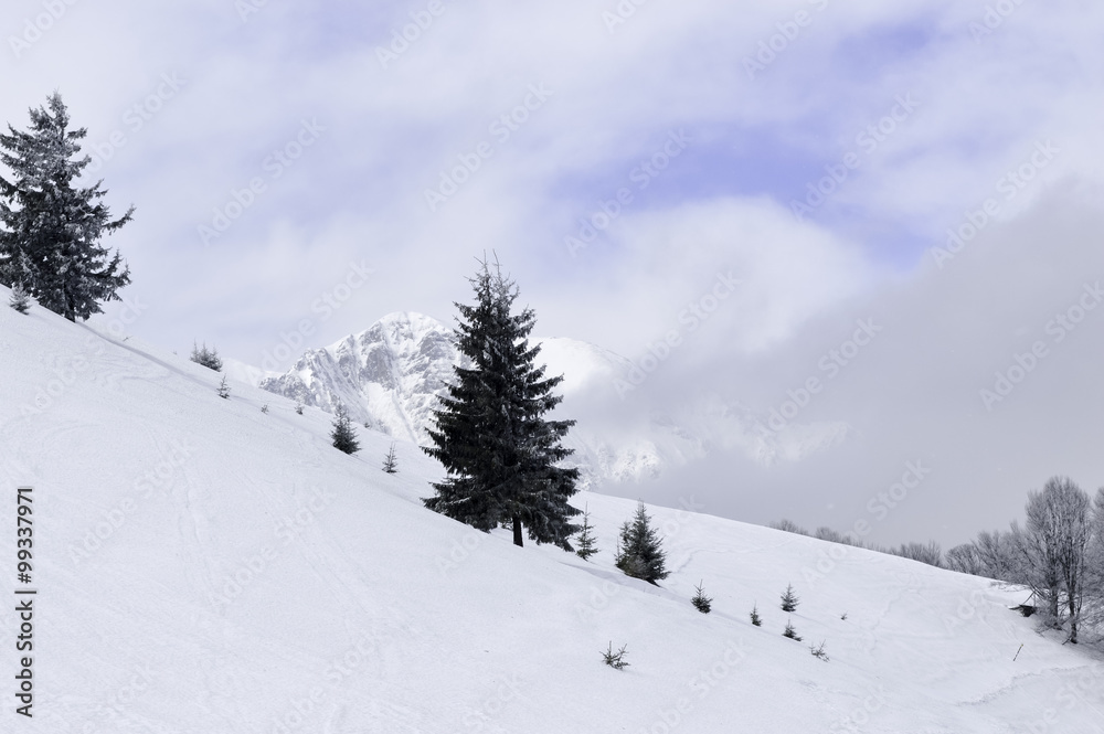 Snow Covered Trees in the Mountains. Winter Landscape.