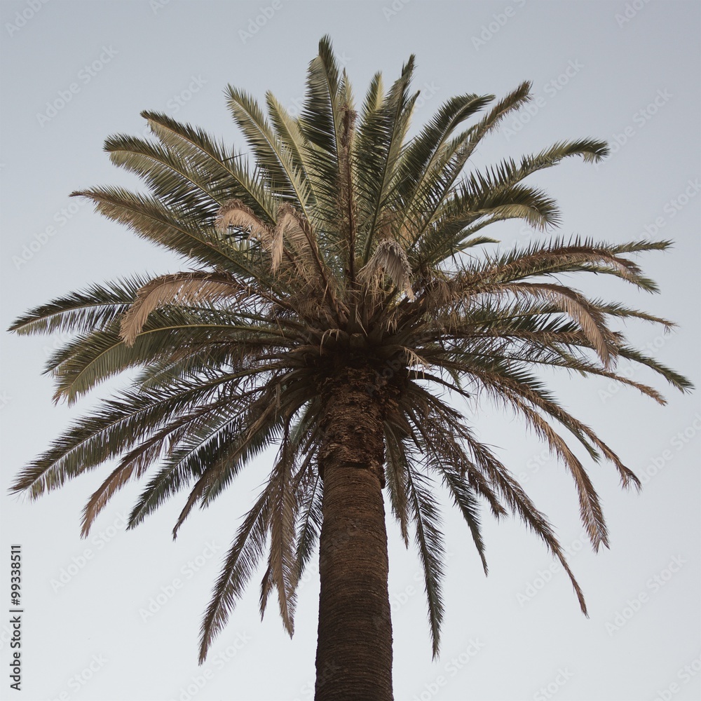 Fototapeta premium palm tree