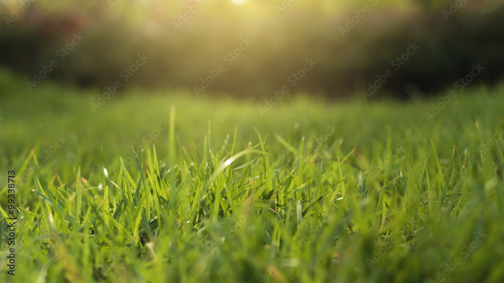 green grass with warm sunlight background