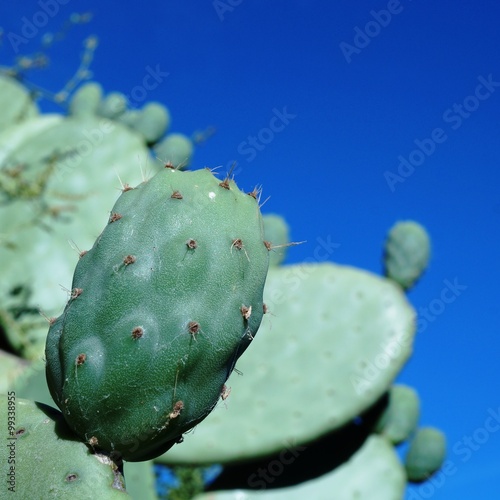 Prickly pear cactus (opuntia) on a blue sky