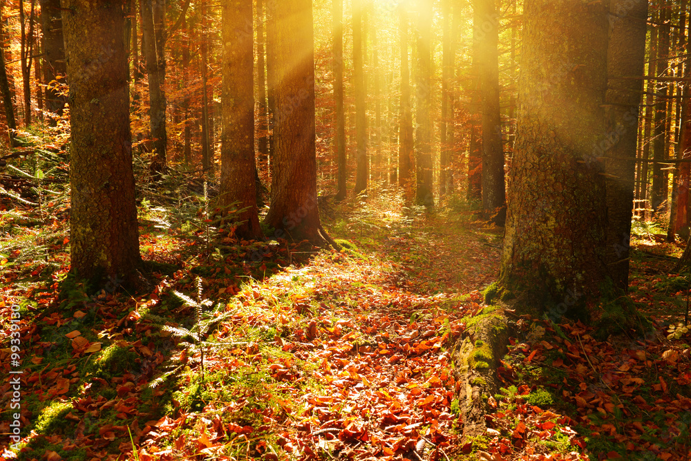 Obraz premium Forest