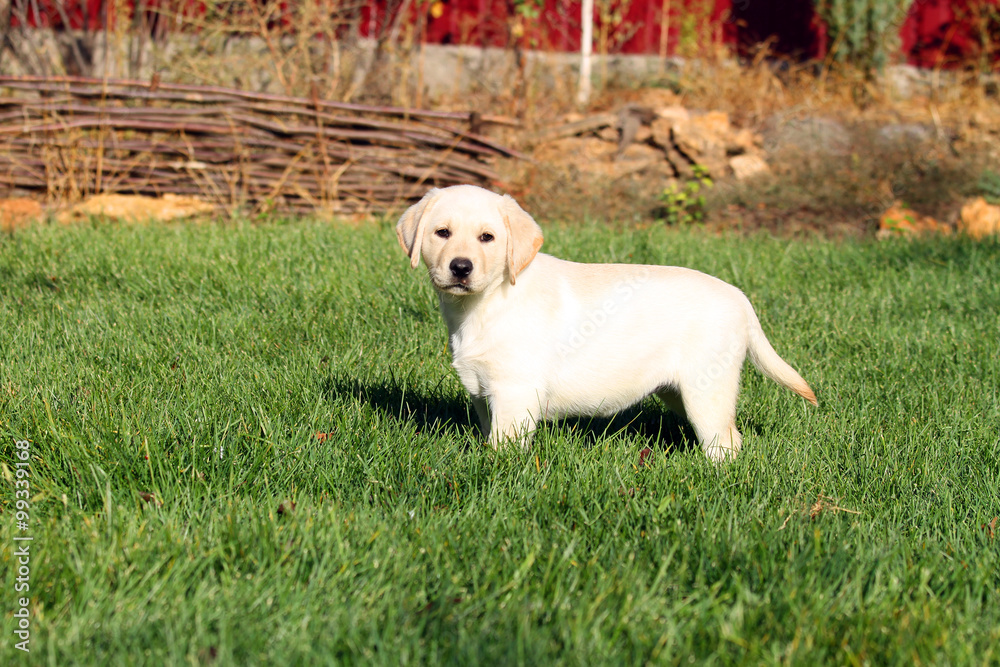 a nice little cute yellow labrador puppy in summer a nice little cute yellow labrador puppy in summer