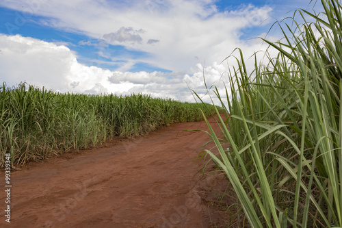 Path on sugar cane plantation