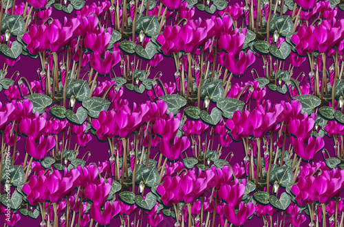 Original purple background with bouquets purple cyclamen and buds with leaves © TatyanaMH