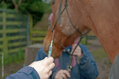 Vet getting ready to administer an injection to a horse