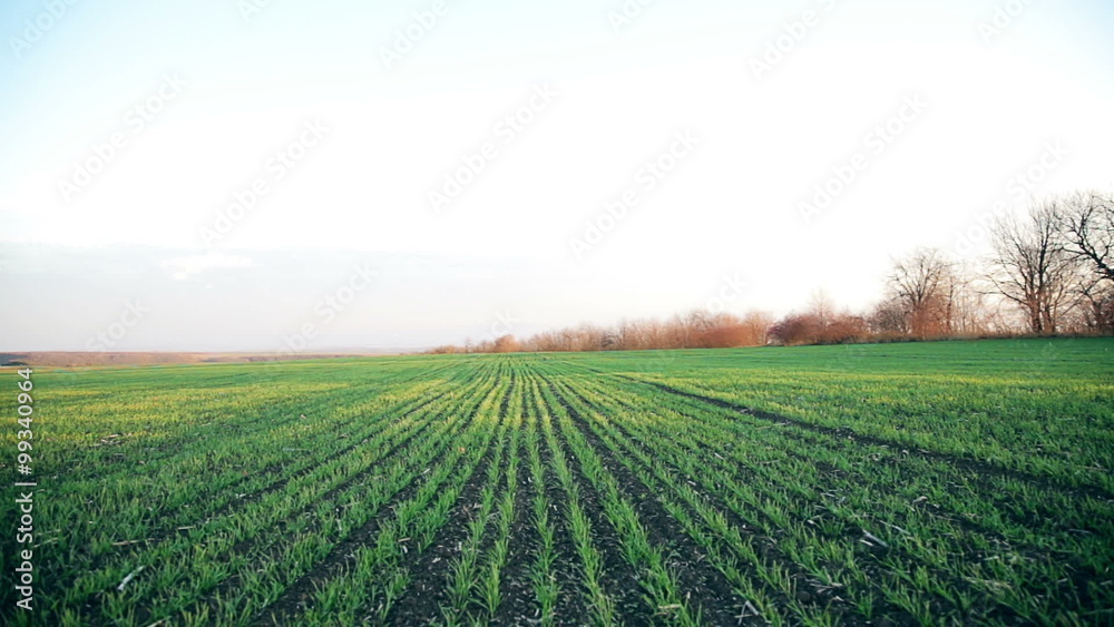 Beautiful field with young wheat Beautiful field with young wheat