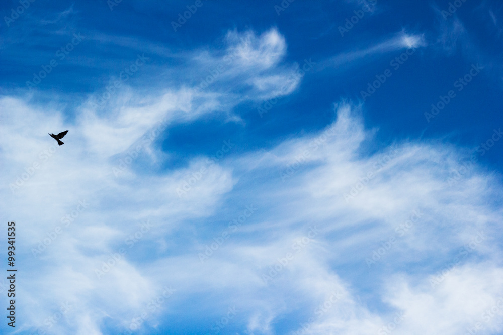 Beautiful blue summer sky with light fluffy white clouds and bird silhouette Beautiful blue summer sky with light fluffy white clouds and bird silhouette