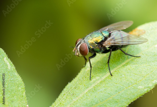 green fly on green leaf