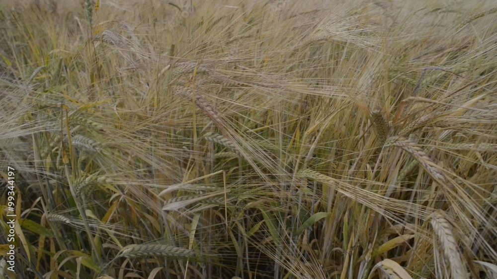 wheat stalks on field troubled by wind wheat stalks on field troubled by wind