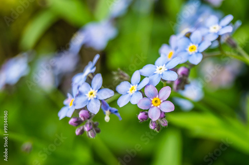 Vergissmeinnicht Makro - Forgetmenot macro