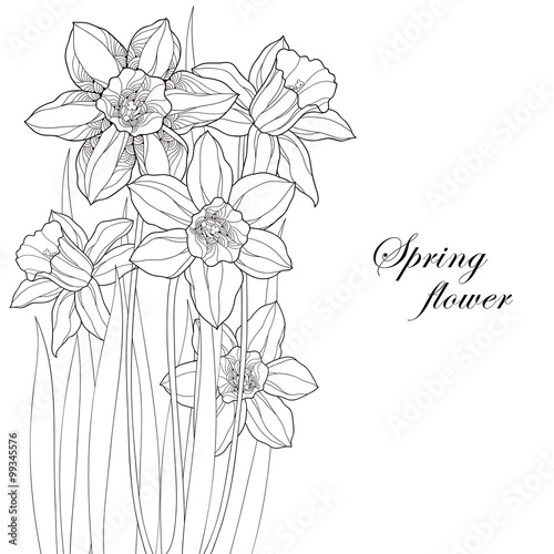 Bouquet with ornate narcissus flower or daffodil isolated on white background. Greeting card with floral elements in contour style.