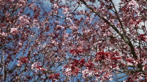 Japanese cherry tree in blue sky