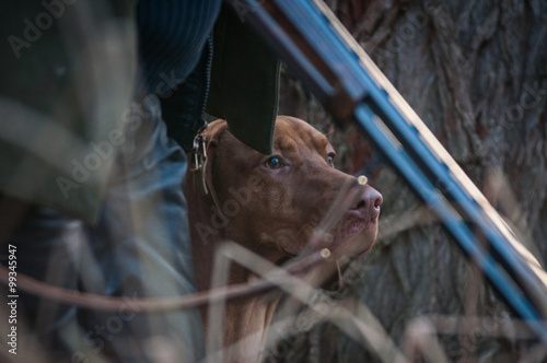 Hungarian vizsla on a winter fox huning next to a gun
