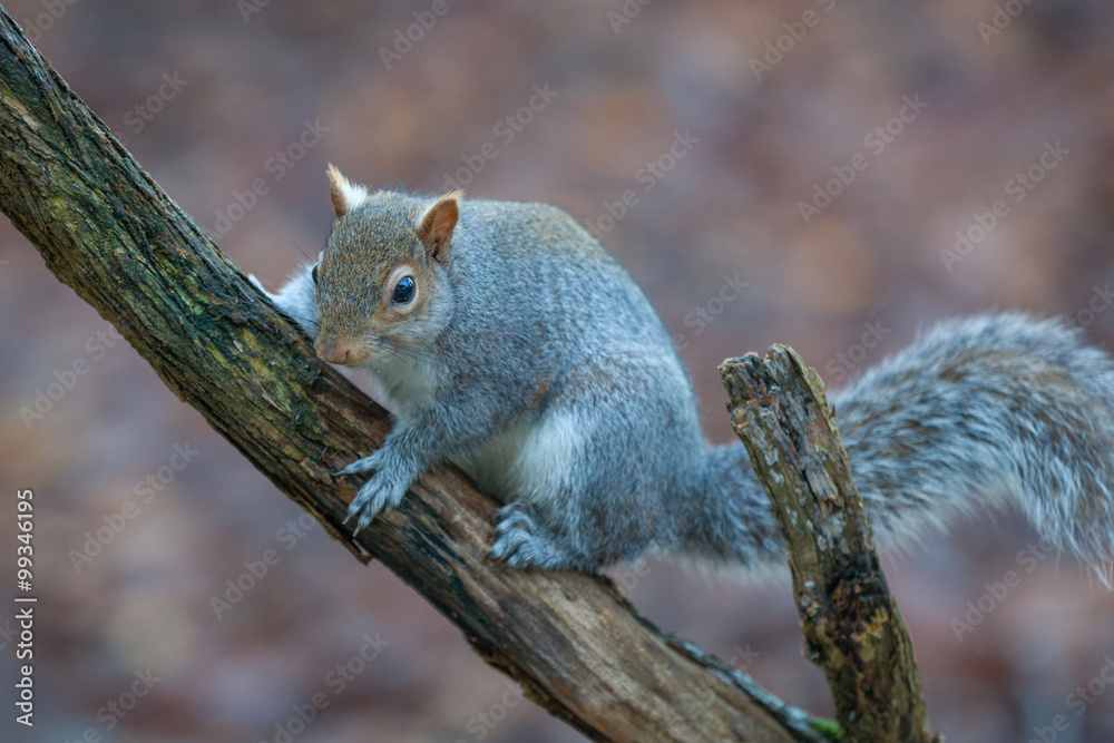Fototapeta premium Squirrel