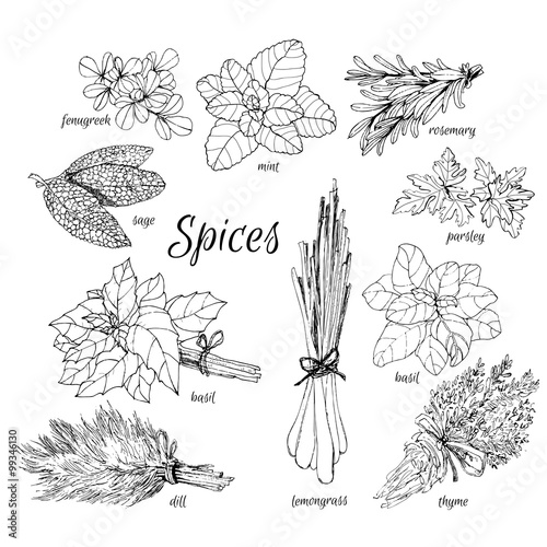 Collection of herbs.