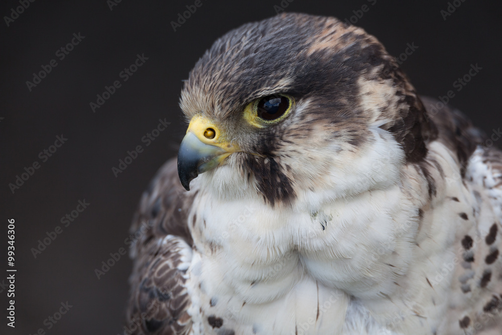Obraz premium perigrine falcon