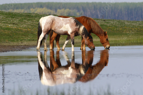 Two wild beautiful horses drinking water