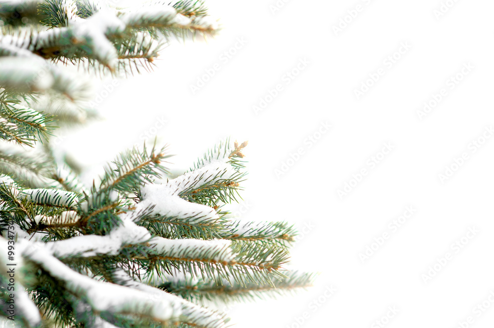 fir twig covered with snow isolated on white with copy space