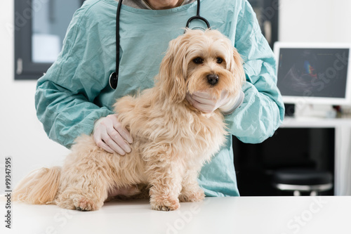 Vétérinaire et chien photo