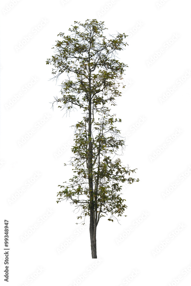 Obraz premium Dipterocarpus obtusifolius Teijsm